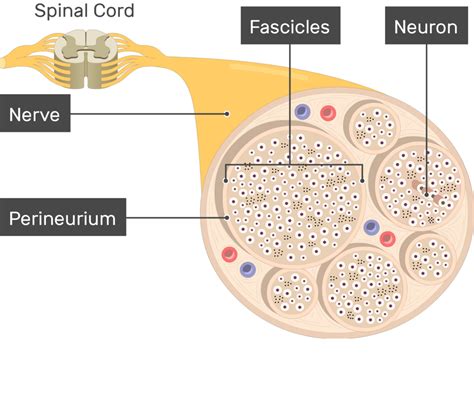 Nerve Structure (Anatomy and diagram) | GetBodySmart