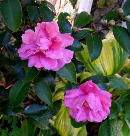 31 GARDEN - CAMELLIAS (ZONE 6 - COLD HARDY) ideas | camellia, organic ...