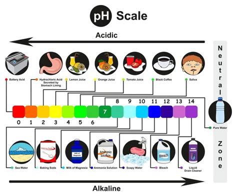 PH Scale infographic diagram with examples from real life of acidic ...