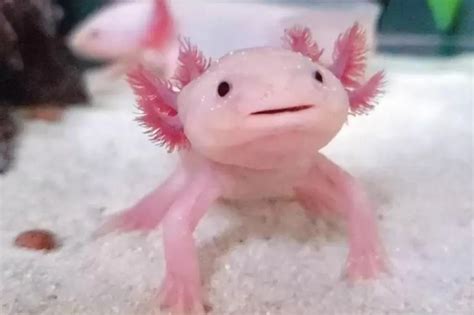 Wild axolotls are almost entirely extinct