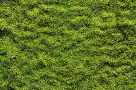 How To Create A Moss Lawn In 5 Easy Steps