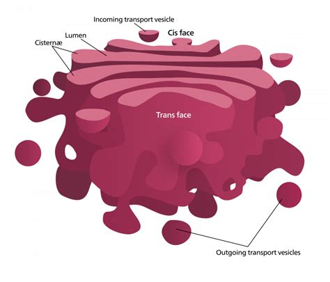 Golgi apparatus - Structure - Function - TeachMePhysiology