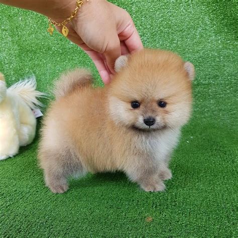 Teacup Pomeranian Puppies