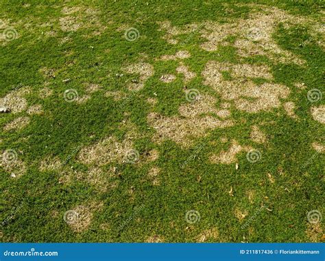 Gray Snow Mold A Common Turf Fungus Also Called Fusarium Patch Or ...