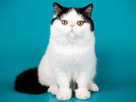 Exotic Shorthair - Cat Breed Guide | Spot®