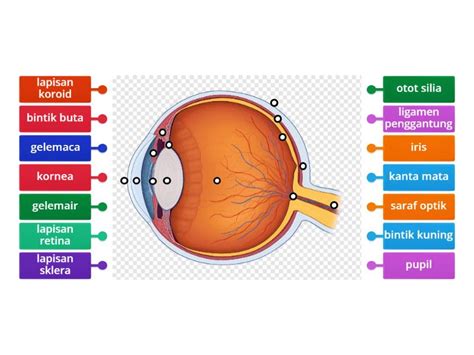 B1 Struktur Mata - Labelled diagram