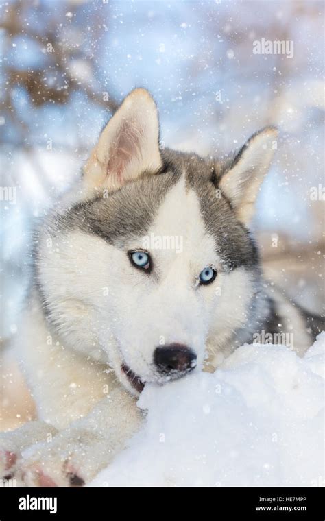 husky puppy with blue eyes lying on the snow Stock Photo - Alamy