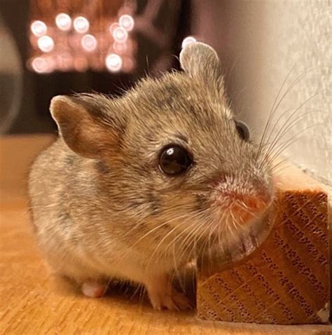 10 Best Small Rodents to Keep as Pets - PetPress