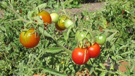 Determinate Vs Indeterminate Tomato Varieties | What Grows There ...