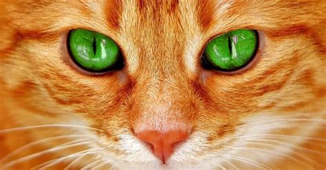 9 Best Cats With Green Eyes | World Cat Finder