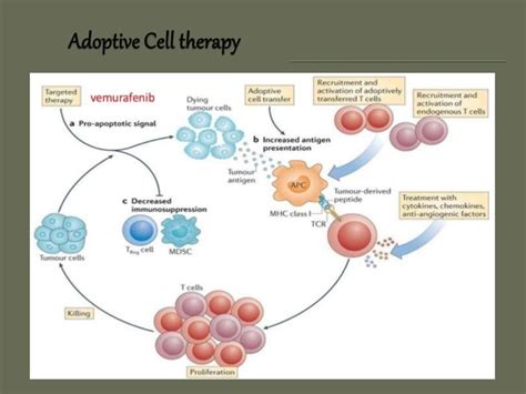 Tumor immunology