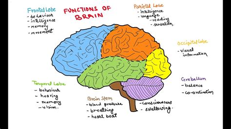 Brain Lobes And Function Chart