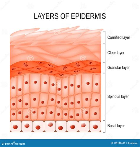 Structure Of Epidermis