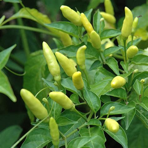 Tabasco Pepper - Buchanan's Native Plants