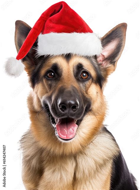 Portrait of a german shepherd dog wearing a santa hat for christmas ...