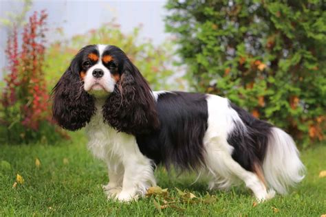 What Is A Cavalier King Charles Spaniel’s Lifespan? Health Overview