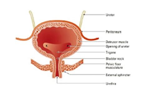 Bladder Spasms