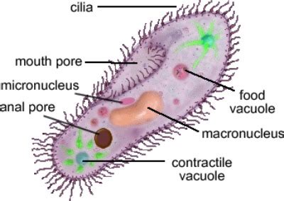 Protists Guide - Discovering the Kingdon Protista in Microscopy