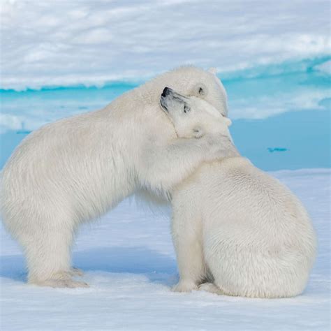 Polar Bear Cubs Wall Art | Photography