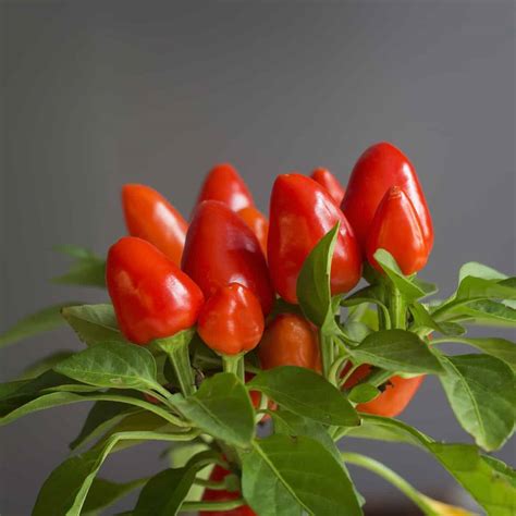 Growing Hot Peppers Indoors: The Basics