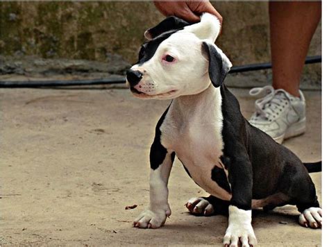 picture of a white and black pitbull puppy.jpg (3 comments) Hi-Res 720p HD