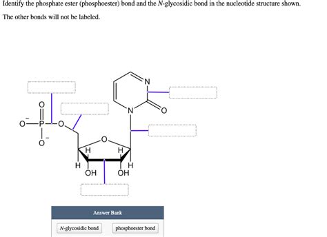 Solved Identify the phosphate ester (phosphoester) bond and | Chegg.com