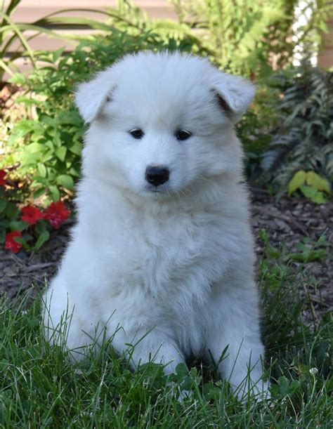 Samoyed Puppies for Sale | Buckeye Puppies