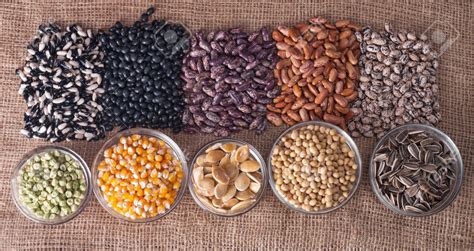 Cereal Seeds at Best Price in Ahmedabad, Gujarat | Dantiwada Seed Pvt. Ltd.