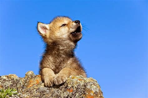 White Wolf : 15 Photos Of Adorable Howling Wolf Pups Will Make Your Day