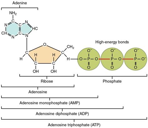 ATP Diagram