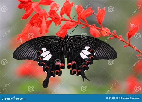 Malaysian butterfly stock photo. Image of pollination - 2755598