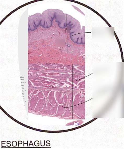 Diagram of Esophagus layers | Quizlet