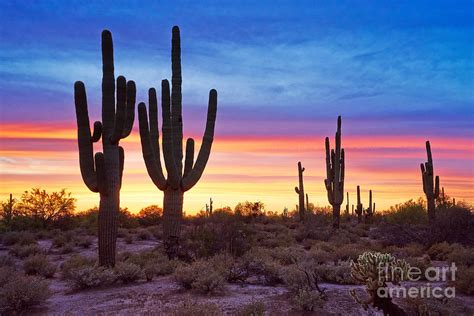 Saguaro Cactus at Sunset Photograph by Matt Suess | Pixels