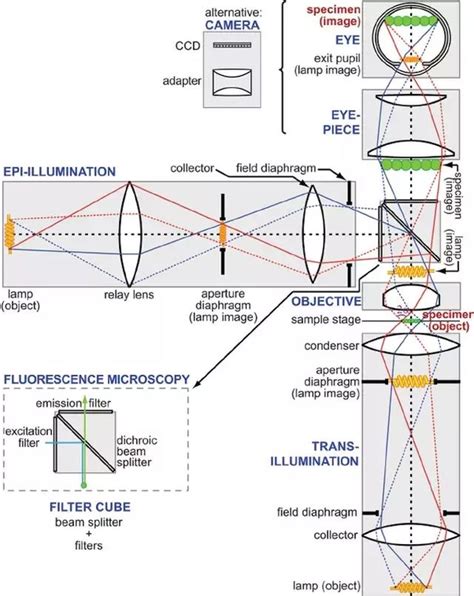 Dark Field Microscopy: What it is And How it Works » Microscope Club