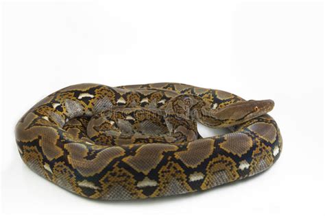 Reticulated Python Python Reticulatus Stock Photo - Image of forest ...