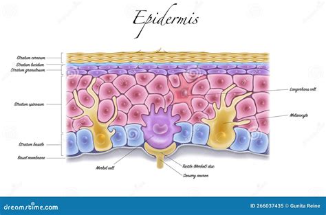 Epidermis Structure Cartoon Vector | CartoonDealer.com #266037435