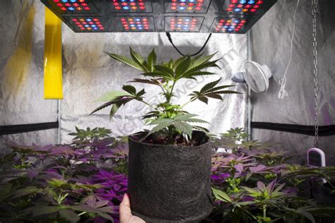 Growing marijuana in grow tents- Alchimia Grow Shop