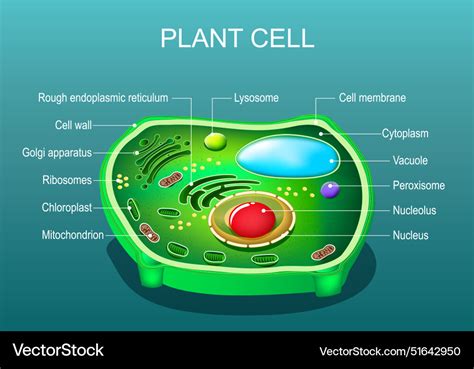 Plant cell structure anatomy Royalty Free Vector Image