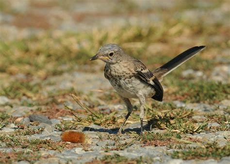 Northern Mockingbird | The Nature of Delaware