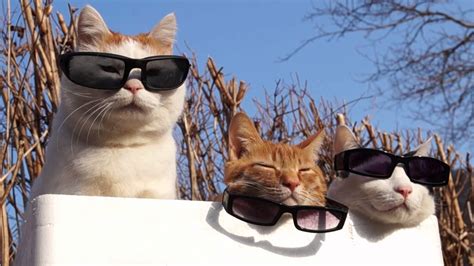 Funny Cat Pictures With Sunglasses at Debra Taylor blog