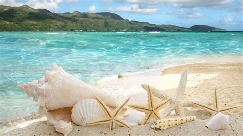 Seashells Wallpapers - Top Free Seashells Backgrounds - WallpaperAccess