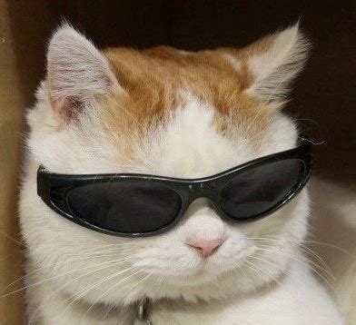 Create meme "memes with cats, cat in sunglasses, cat with black glasses ...