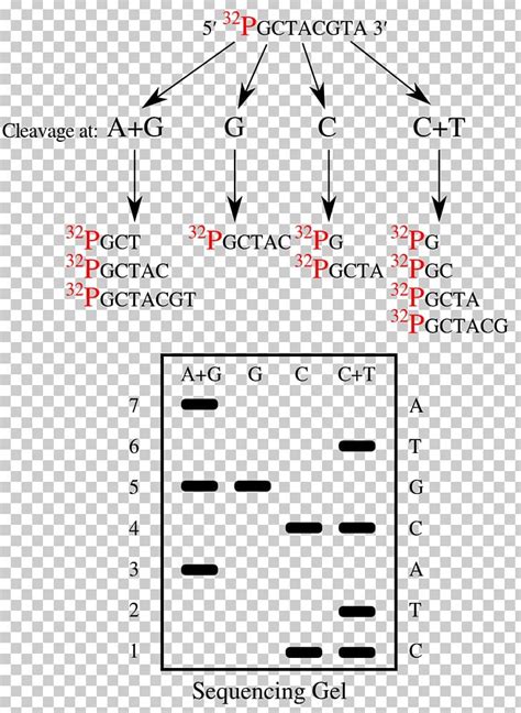 Maxam–Gilbert Sequencing DNA Sequencing Nucleic Acid Sequence Sanger ...