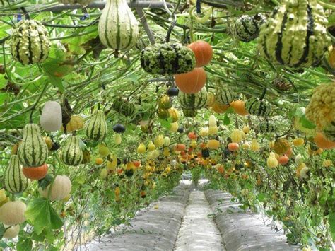 5 Stunning Vertical Vegetable Gardening Ideas