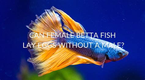 Betta Information Archives - Betta Care Fish Guide