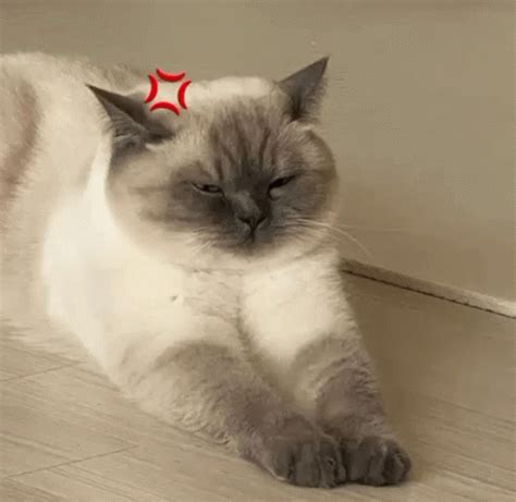 Angry Cat Annoyed Funny Edit GIF | GIFDB.com