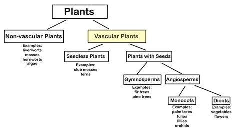 Vascular Plants Diagram