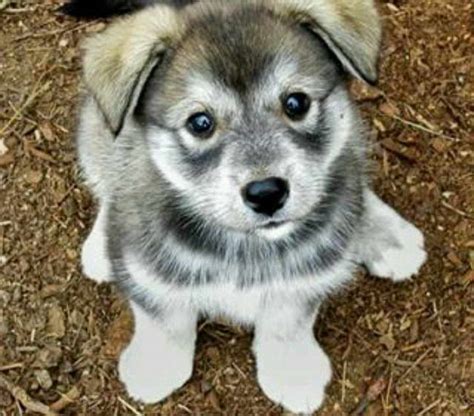 Husky Wolf Mix Puppies