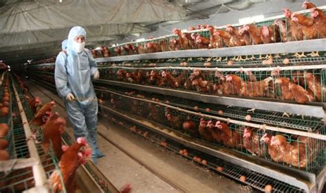 Factory farm chicken horror as animals bred to full size in 35 days ...