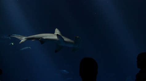 Hammerhead Shark In Aquarium Stock Footage SBV-300150840 - Storyblocks